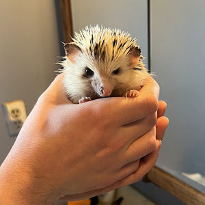 Meet your Posher, Quinton